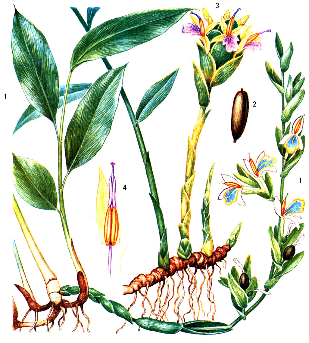 Таблица 49. Имбирные. Кардамон настоящий (Elettaria cardamomum): 1 - цветущее растение; 2 - плод. Имбирь аптечный (Zingiber officinale): 3 - цветущее растение; 4 - лепесток, тычинка с пыльниками и столбик, обернутый надсвязником