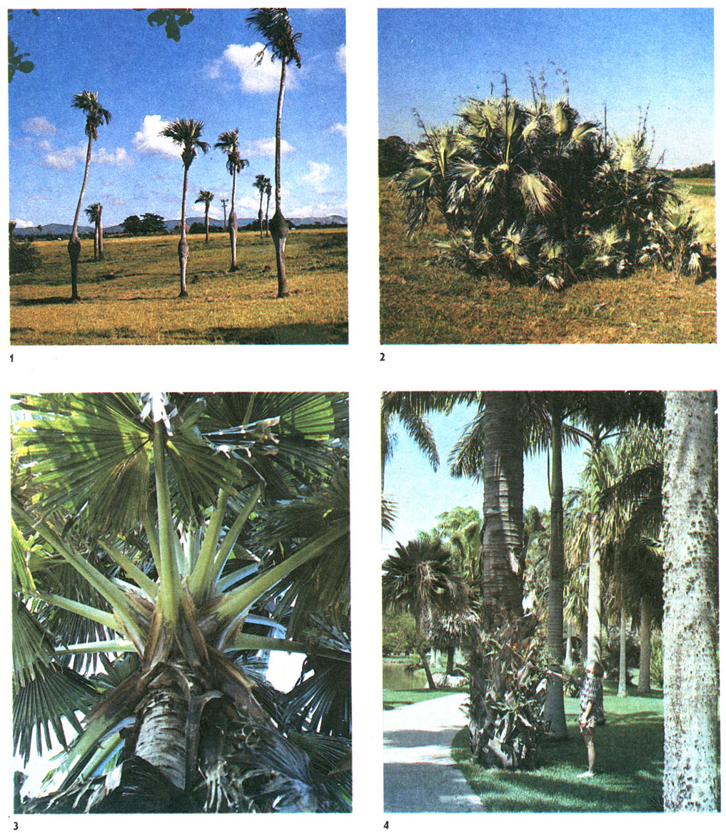 Tаблица 53. Пальмы: 1 - барригона (Colpothrinax wrightii), Куба; 2 - ацелорафа Райта (Acoelorraphe wrightii), там же; 3, 4 - корифа зонтоносная (Corypha umbraculifera), Тропический сад Феерчайлда, Южная Флорида, США