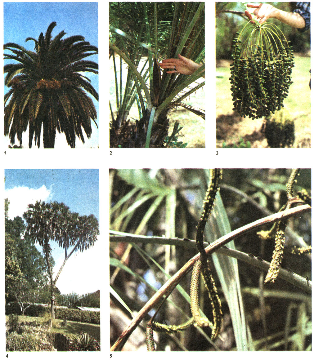 Таблица 54. Пальмы: 1 - финиковая пальма канарская (Phoenix canadensis), Сухуми; 2-3- финиковая пальма (Phoenix dactylifera), плоды, Тропический сад Феерчайлда, Южная Флорида, США; 4 - гифена фивийская (Hyphaene thebaica), Сингапурский ботанический сад; 5 - гифена фивийская, мужское соцветие, Тропический сад Феерчайлда, Южная Флорида, США