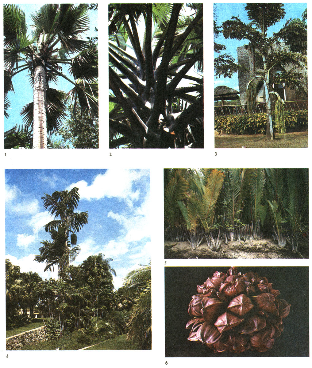 Таблица 55. Пальмы: 1 - пальмира (Borassus flabellifer), мужское растение, Тропический сад Феерчайлда, Южная Флорида, США; 2 - пальмира, там же; 3 - кариота жгучая, винная пальма (Caryota urens), Куба; 4 - кариота жгучая, винная пальма, Тропический сад Феерчайлда, Южная Флорида, США; 5 - нипа кустистая, мангровая пальма (Nypa fruticans), Саравак; 6 - нипа кустистая, мангровая пальма, плоды, порт Маданг