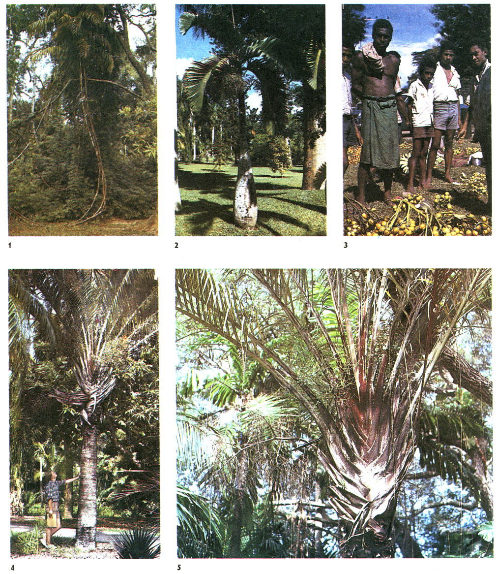 Таблица 56. Пальмы: 1 - ротанговая пальма (Calamus rotang), Сингапурский ботанический сад; 2 - гиофорба бутылочная (Hyophorbe lagenicaulis), ботанический сад 'Памплинус', о. Маврикий; 3 - арека катеху, бетелевая пальма (Areca catechu), плоды на рынке, Лаэ, Новая Гвинея; 4, 5 - неодипсис Декари (Neodypsis decaryi), Тропический сад Феерчайлда, Южная Флорида, США