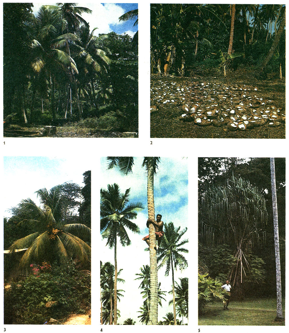 Таблица 58. Пальмы и циклантовые: 1 - кокосовая пальма (Cocos nucifera), Шри-Ланка; 2 - кокосовая пальма, копра, Эуа, острова Тонга; 3 - кокосовая пальма, Сейшельские острова; 4 - кокосовая пальма Уполу, Западное Самоа; 5 - карлюдовика (Carludovica sp.), Ботанический сад, Лаэ, Новая Гвинея