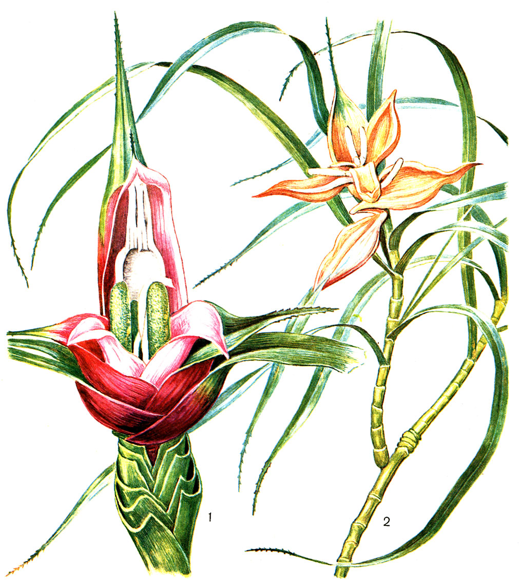 Таблица 60. Пандановые: 1 - фрейсинетия замечательная (Freycinetia insignis); 2 - фрейсинетия узколистная (F. angustifolia)