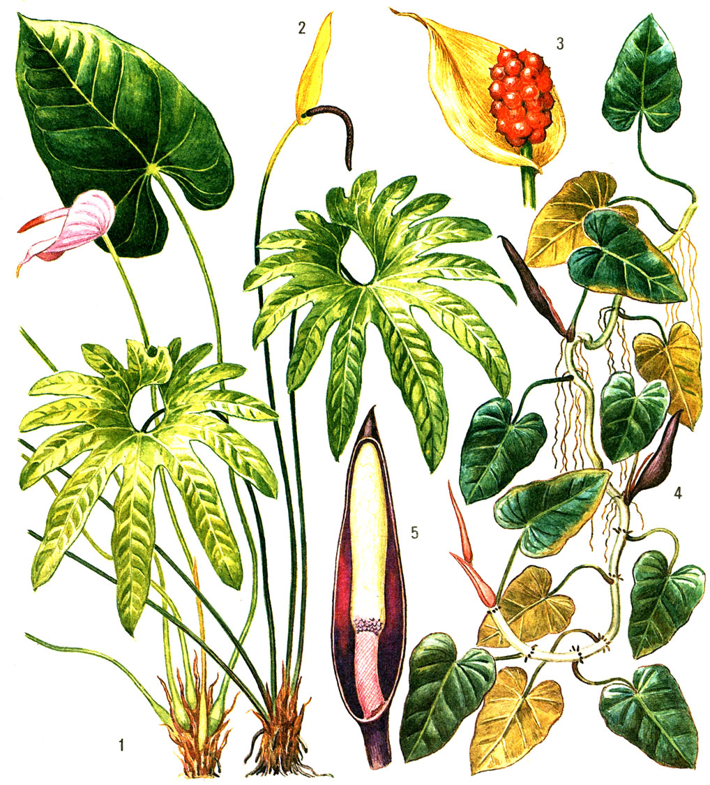 Таблица 63. Аронниковые: 1 - антуриум Андрё (Anthurium andreanum); 2 - антуриум изящный (A. elegans); 3 - соплодие белокрыльника