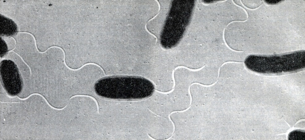 Рис. 4. Представители прокариотов - палочковидные бактерии
