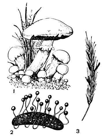 Рис. 6. Строение гриба: 1 - внешний вид гриба (шампиньон); 2 - прорастающий 'рожок' спорыньи; 3 - спорынья на ржи