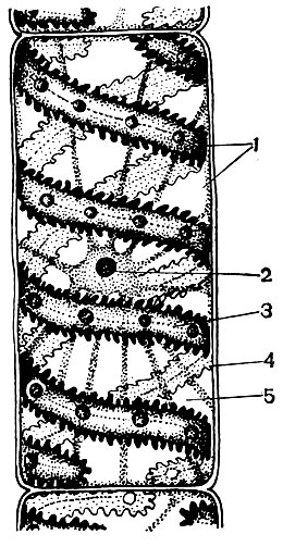 Рис. 26. Клетка многоклеточной нитчатой зеленой водоросли спирогиры сомнительной: 1 - цитоплазма; 2 - ядро с ядрышком; 3 - хроматофор, спиральной лентой вьющийся внутри клетки; 4 - оболочка; 5 - вакуоли
