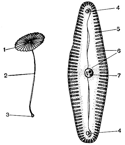 Рис. 27. Одноклеточные растения. Слева - морская зеленая водоросль ацетабулярия средиземноморская, состоящая из гигантской клетки, изображенной в натуральную величину: 1- шляпка; 2 - стебелек; 3 - ризоиды с ядром. Справа - пресноводная диатомовая водоросль пиннулярия зеленая: 4 - конечные узелки шва панциря; 5 - перистая структура панциря; 6 - цитоплазма; 7 - центральный узелок