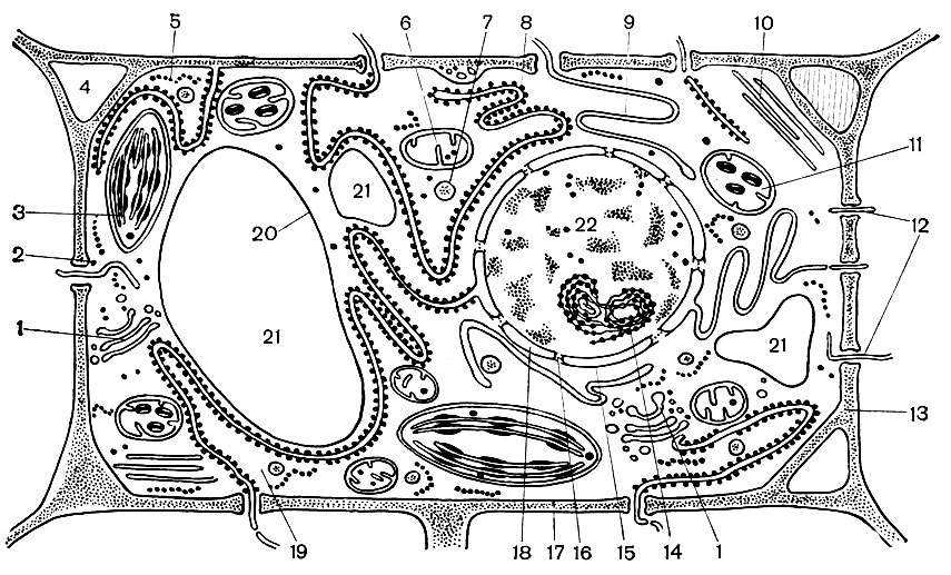 Рис. 28. Современная (обобщенная) схема строения растительной клетки, составленная по данным электронно-микроскопического исследования разных растительных клеток: 1 - аппарат Гольджи; 2 - свободно расположенные рибосомы; 3 - хлоропласты; 4 - межклеточные пространства; 5 - полирибосомы (несколько связанных между собой рибосом); 6 - митохондрии; 7 - лизосомы; 8 - гранулированная эндоплазматическая сеть; 9 - гладкая эндоплазматическая сеть; 10 - микротрубочки; 11 - пластиды; 12 - плазмодесмы, проходящие сквозь оболочку; 13 - клеточная оболочка; 14 - ядрышко; 15, 18 - ядерная оболочка; 16 - поры в ядерной оболочке; 17 - плазмалемма; 19 - гиалоплазма; 20 - тонопласт; 21 - вакуоли; 22 - ядро