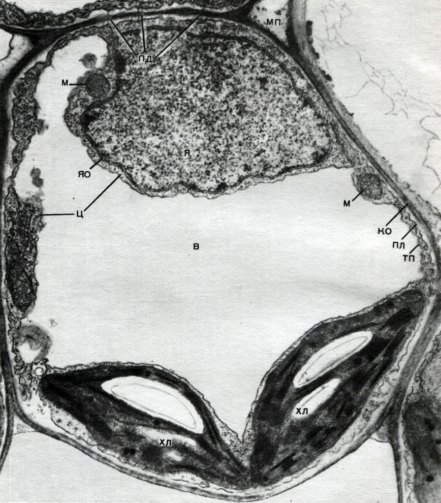 Таблица 8. Клетка из губчатой паренхимы листа коровяка (Verbascum thapsus). Электронная микрофотография (увел, х 25 000) М. Ф. Даниловой: ко - клеточная оболочка; пд - плазмодесмы, соединяющие цитоплазму соседних клеток; мп - межклеточное пространство; ц - цитоплазма; я - ядро; в - вакуоль; яо - ядерная оболочка; м - митохондрии; хл - хлоропласты; пл - плазмалемма; тп - тонопласт