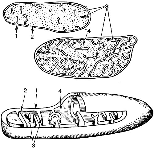 Рис. 31. Строение митохондрии. Вверху и в середине - вид продольного среза через митохондрию (вверху - митохондрия из эмбриональной клетки кончика корня; в середине - из клетки взрослого листа элодеи). Внизу - трехмерная схема, на которой часть митохондрии срезана, что позволяет видеть ее внутреннее строение. 1 - наружная мембрана; 2 - внутренняя мембрана; 3 - кристы; 4 - матрикс