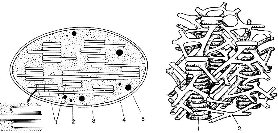 Рис. 33. Строение хлоропласта. Слева - продольный разрез через хлоропласт. Участок внизу показан в увеличенном виде: 1 - граны, образованные ламеллами, сложенными стопками; 2 - оболочка; 3 - строма (матрикс); 4 - ламеллы; 5 - капли жира образованныен в хлоропласте. Справа - трехмерная схема расположения и взаимосвязи ламелл и гран внутри	хлоропласта: 1 - граны; 2 - ламеллы.	