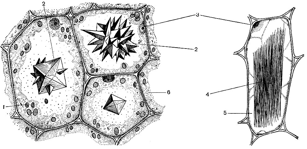 Рис. 34. Кристаллы щавелевокислого кальция в вакуолях клеток. Слева - в клетках из черешка листа бегонии королевской. Справа - в клетке ряски малой. 1 - крахмальные зерна; 2 - друзы; 3 - ядро; 4 - рафиды; 5 - вакуоль; 6 - цитоплазма