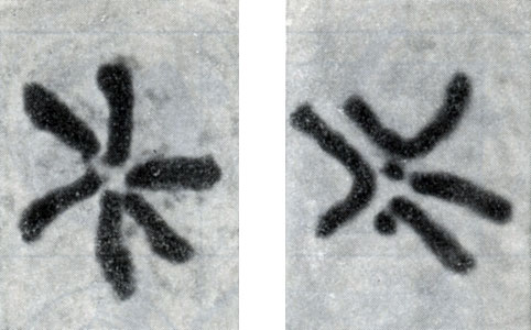 Рис. 36. Диплоидные наборы хромосом в клетках скерды зеленой (Crepis capillaris) - слева и сложноцветного Haplopappus gracilis - справа во время деления клеток. У Haplopappus легко опознать гомологичные хромосомы (хромосомы одной из пар имеют вид дуг; хромосомы другой пары несут на конце по каплевидному образованию, соединенному перемычкой с остальной частью хромосомы, - это так называемый спутник)