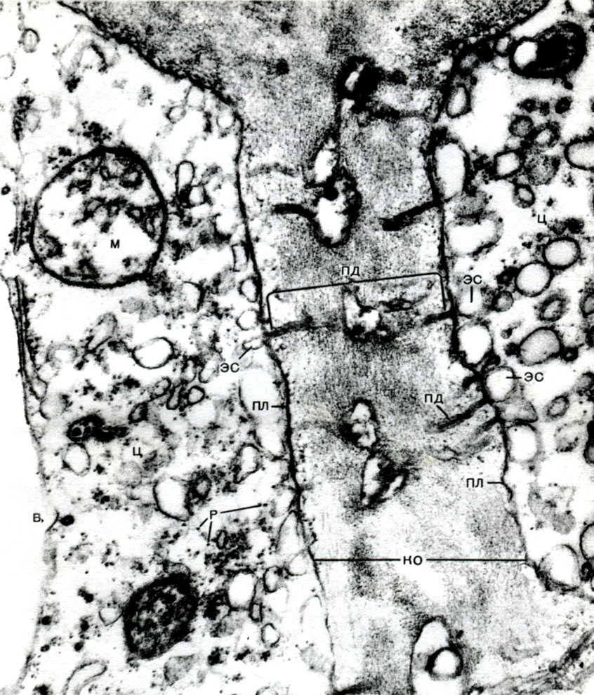 Таблица 9. Участок слившихся оболочек двух смежных клеток и прилегающие к нему участки цитоплазмы этих клеток. Паренхимные клетки коры корня ели (Picea abies). Электронная микрофотография (увел. х 75 000) А. Е. Васильева: ко - клеточные оболочки; пл - плазмалемма; пд - плазмодесмы, некоторые из которых видны не по всей своей длине, так как они тянутся не строго в плоскости среза; ц - цитоплазма; эс - элементы эндоплазматической сети (многие каналы перерезаны поперек); видна связь эндоплазматической сети с плазмодесмами; м - митохондрия; р - рибосомы; в - вакуоль