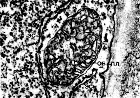 Таблица 10. Структура растительной клетки. Митохондрия в развивающемся корневом волоске редиса (Raphanus sativus). Электронная микрофотография (увел. х 85000) Е. А. Мирославова: м — митохондрия; об — оболочка; гр — гребни; пл — плазмалемма (под ней видна часть оболочки клетки); эс — каналы эндоплазматической сети, на внешних поверхностях которых видны рибосомы; р — свободные рибосомы в цитоплазме