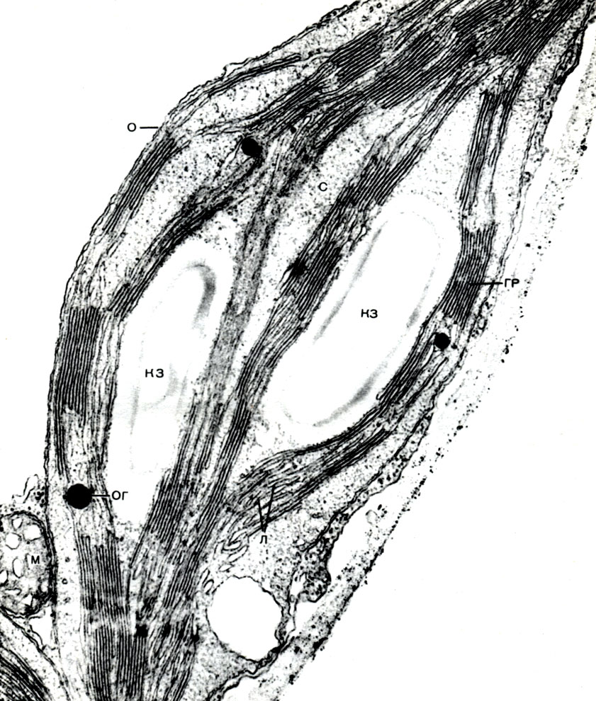 Таблица 11. Хлоропласт из клетки листа огурца (Cucumis sativus). Электронная микрофотография (увел. х 48 000) Е. А. Мирославова: о - оболочка хлоропласта; л - межгранные ламеллы; гр - граны; с - строма; кз - крахмальные зерна; ог - осмиофильные гранулы (капли жироподобных веществ); м - митохондрия