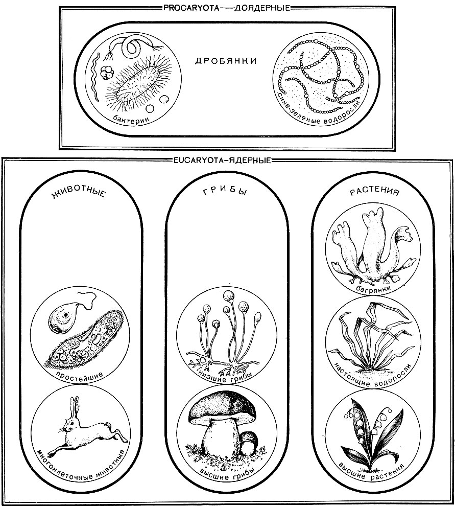 Рис. 39. Схема классификации живых организмов, или четыре царства органического мира. Толстой линией обозначены царства; двойной линией - надцарства; в кругах - подцарства