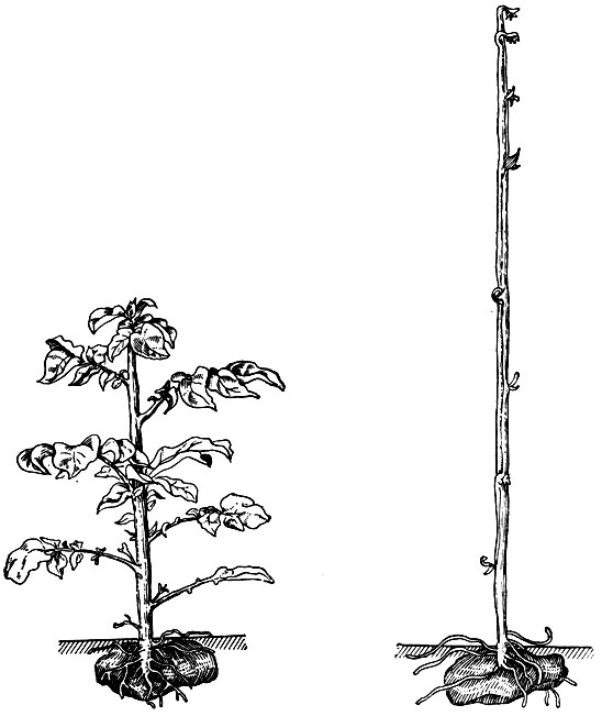 Рис. 42. Этиолированный (справа) и нормальный (слева) побеги картофеля