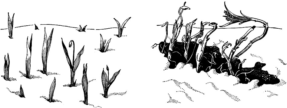 Рис. 45. Подснежное развитие дубравных растений: слева - позеленевшие листья подснежника, пробившиеся сквозь снег; справа - ростки пролесника и чистяка, появившиеся из-под снега