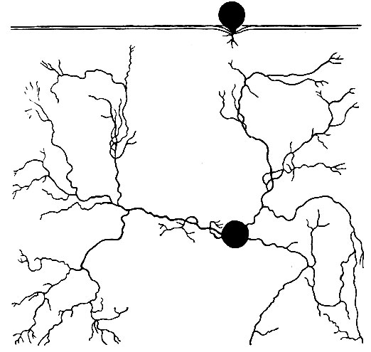 Рис. 53. Корневая система Echinocactus wislizeni (США, Аризона). Вверху - корневая система видна на вертикальном разрезе почвы. Горизонтальные корни расположены не глубже 2 см. Внизу - та же корневая система в проекции на горизонтальную плоскость