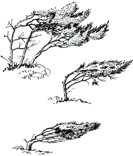 Рис. 56. Влияние ветра на обычно правильную крону можжевельника Juniperus excelsa. Крым, берег моря; флагообразная крона