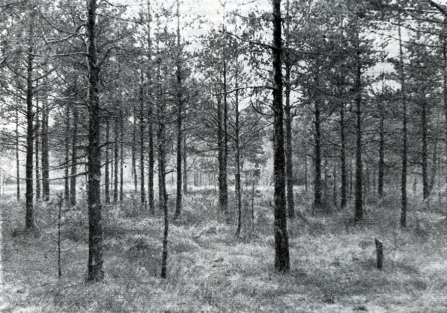 Рис. 67. Сосновый лес
