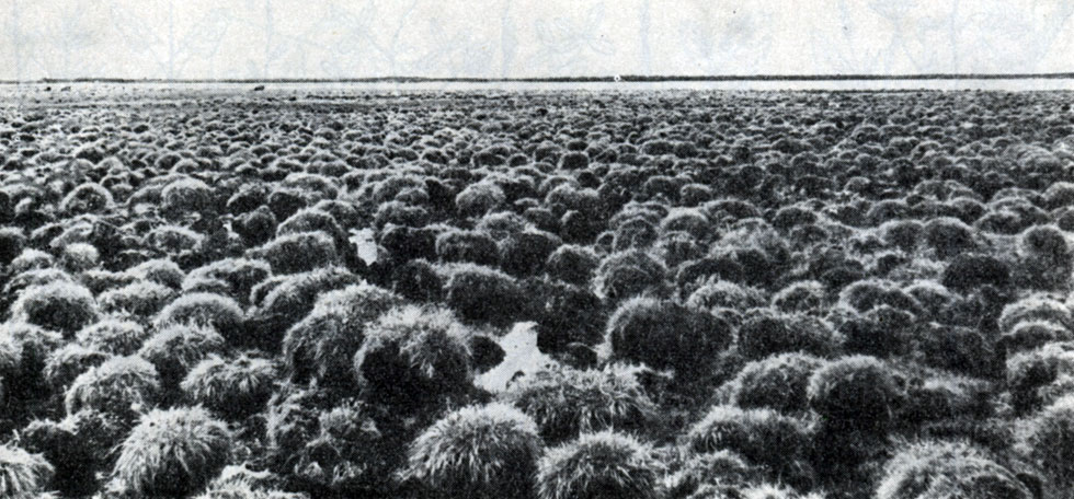 Рис. 68. Кочкарное болото