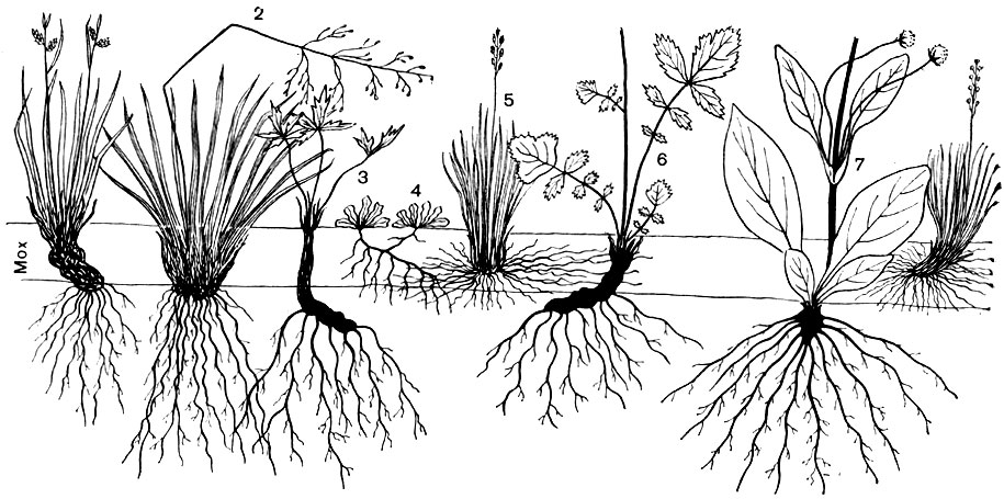 Рис. 71. Вертикальный разрез через надземную и подземную части биогеоценоза суходольного луга. 1 - осока бледная; 2 - щучка дернистая; 3 - лютик едкий; 4 - кошачья лапка; 5 - овсяница овечья; 6 - гравилат речной; 7 - сивец луговой