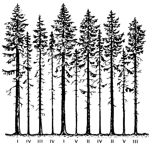 Рис. 72. Распределение деревьев в сообществе по классам Крафта