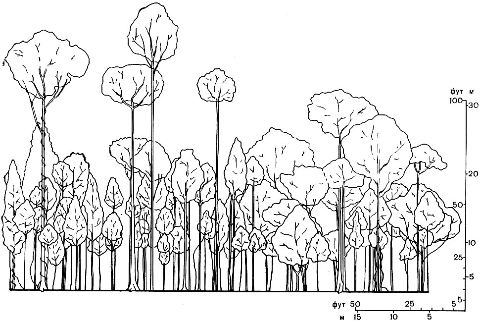 Рис. 78. Профильная диаграмма тропического леса на острове Калимантан (Борнео). Изображена полоса леса длиной около 60 м и шириной около 8 м. Показаны деревья высотой более 7 м