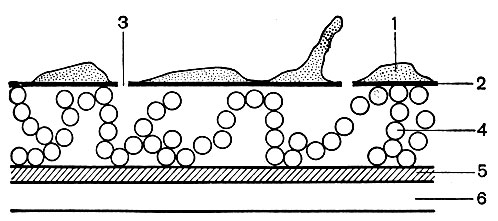 Рис. 6. Схематическое изображение клеточной стенки грамотрицательных бактерий - Bacterium coli (по Роузу): 1 - липопротеидный слой с выступами и бугорками; 2 - липо-полисахаридный слой; 3 - каналы; 4 - рыхлоупакованные молекулы белка; 5 - гликопептидный слой; 6 - цитоплазматическая мембрана