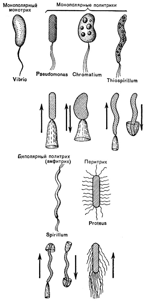 Рис. 9. Основные типы расположения жгутиков и направления движений бактерий