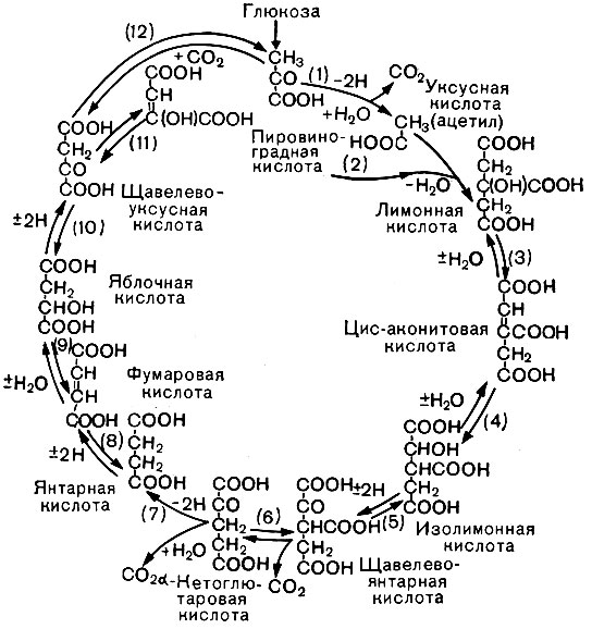 Рис. 12. Цикл трикарбоновых кислот. Стрелками показано направление, а номерами - порядок реакций