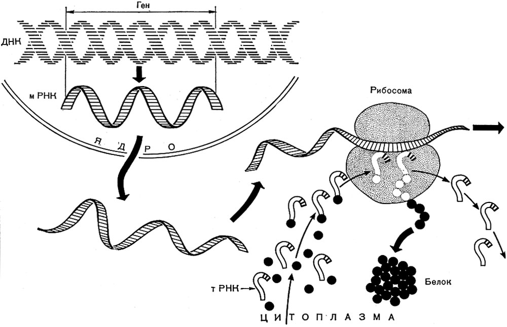 Рис. 13 А. Схема синтеза белка в эукариотной клетке