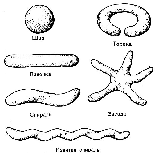 Рис. 14. Основные формы бактериальных клеток. Схема