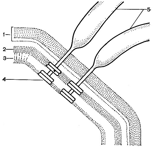 Рис. 18. Схема прикрепления жгутика: 1 - клеточная стенка; 2 - цитоплазматическая мембрана; 3 - мембрана жгутиков; 4 - диски основания жгутиков; 5 - жгутики (по Броку, 1970)