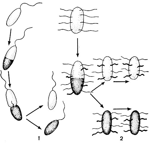 Рис. 19. Распределение и образование жгутиков во время деления клеток: 1 - организм с полярным жгутиком, 2 - перитрих. Схема