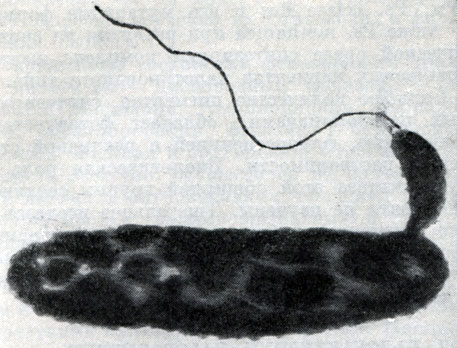 Рис. 22. Прикрепление паразитической бактерии Bdel-lovibrio к клетке хозяина - Pseudomonas (по Штольпу, 1963)