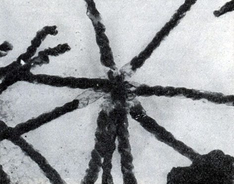 Рис. 30. Группа клеток Seliberia, образующих звездообразную розетку (по Аристовской 1965). Увел. Х 15000