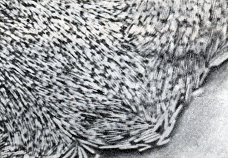 Рис. 38. Край колонии CI. sporopenitum под микроскопом. Видны скопления клеток в виде 'штабелей'. Палочковидные клетки расположены радиально: длинной осью они направлены к центру колонии. Увел. X 300