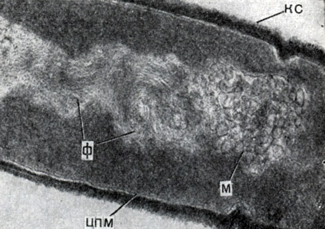 Рис. 43. Ультратонкий срез клеток Clostridium penicillum. Видны клеточная стенка (КС), нуклеопд со спирально закрученными фибриллами ДНК(Ф), связанные с нуклеоидом мезосомы (М), и цитоплазматическая мембрана (ЦПМ)