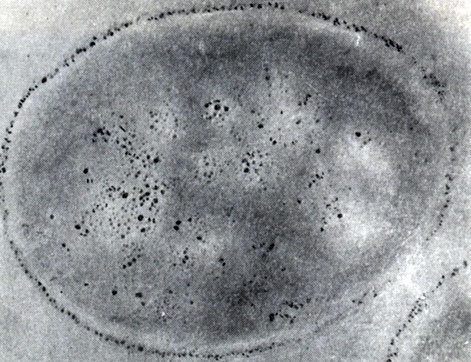 Рис. 45. Включения гранулезы в клетках Clostridium taeniosporum. 'Окраска' полисахаридов серебром. От ложения зерен серебра видны в светлых шаровидных включениях и в клеточной стенке. Увел. X 45 000