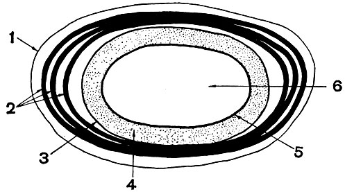 Рис. 65. Схематическое изображение строения споры: 1 - экзоспориум; 2 - слои споровой оболочки; 3 - внешняя мембрана споры; 4 - кора; 5 - внутренняя мембрана споры; 6 - сердцевина