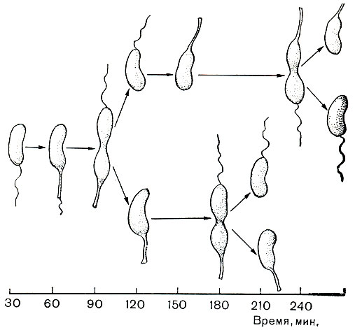 Рис. 74. Стадии жизненного цикла Caulobacter. Схема (по Броку, 1970)