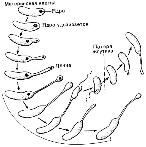 Рис. 75. Стадии жизненного цикла Hyphomicrobium. Схема (по Броку, 1970)