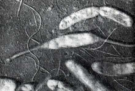 Рис. 76. Клетка Hyphomicrobium с двумя стебельками. Электронная микрофотография. Увел. X 20 000