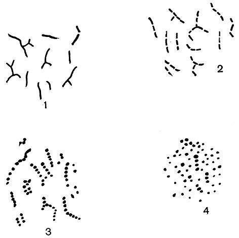 Рис. 98. Последовательное развитие клеток Mycobact. hyalinum на сусло-агаре. Увел. X 600. (По Н. А. Красильникову.) 1 - 1-суточная культура; 2 - 2-суточная культура; 3 - 3-суточная культура; 4 - 10-суточная культура