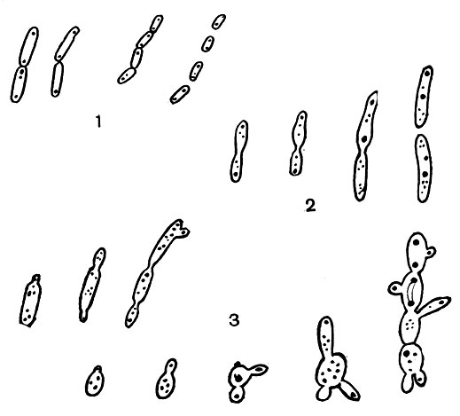Рис. 99. Размножение микобактерий. (По Н. А. Красильникову.) Увел. X 3000. 1 - деление клеток; 2 - перешнуровывание клеток; 3 - почкование