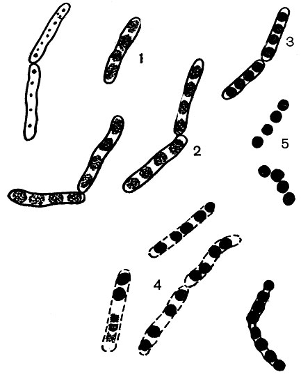 Рис. 100. Спорообразование у Mycobact. hyalinum. (По Н. А. Красильникову.) Увел. X 3000: 1 - концентрация плазмы на отдельные участки-фрагменты; 2, 3 - уплотнение фрагментов и превращение их в споры; 4 - растворение оболочки клеток; 5 - зрелые споры